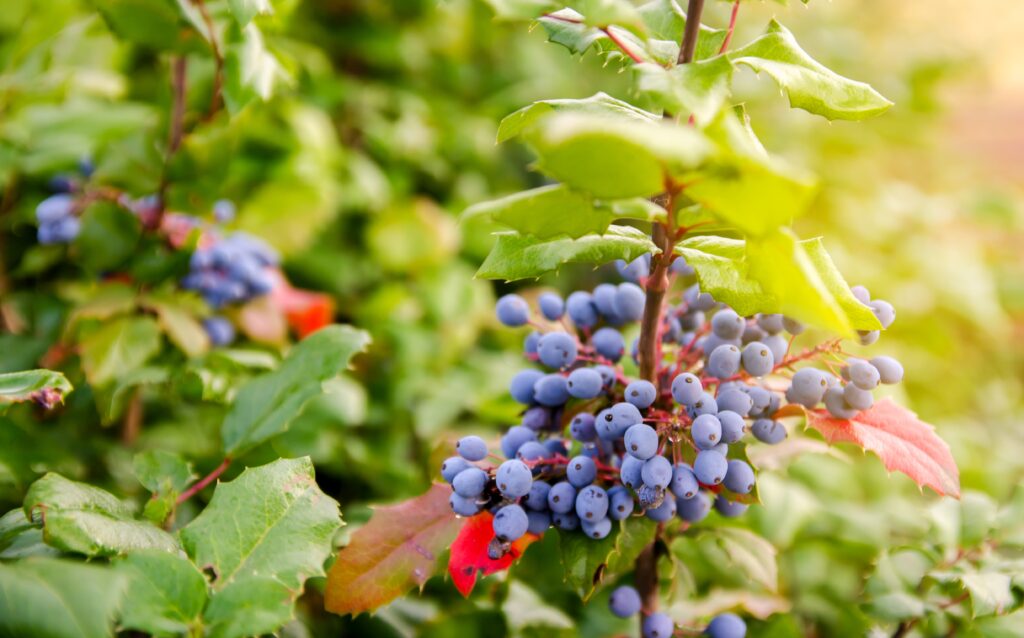 Image of Oregon Grapes, a source of Berberine